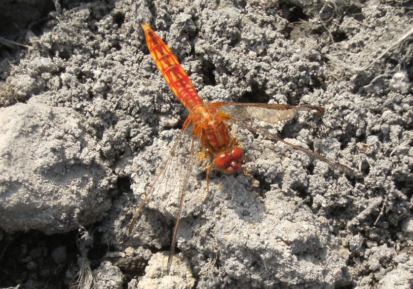 identificazione